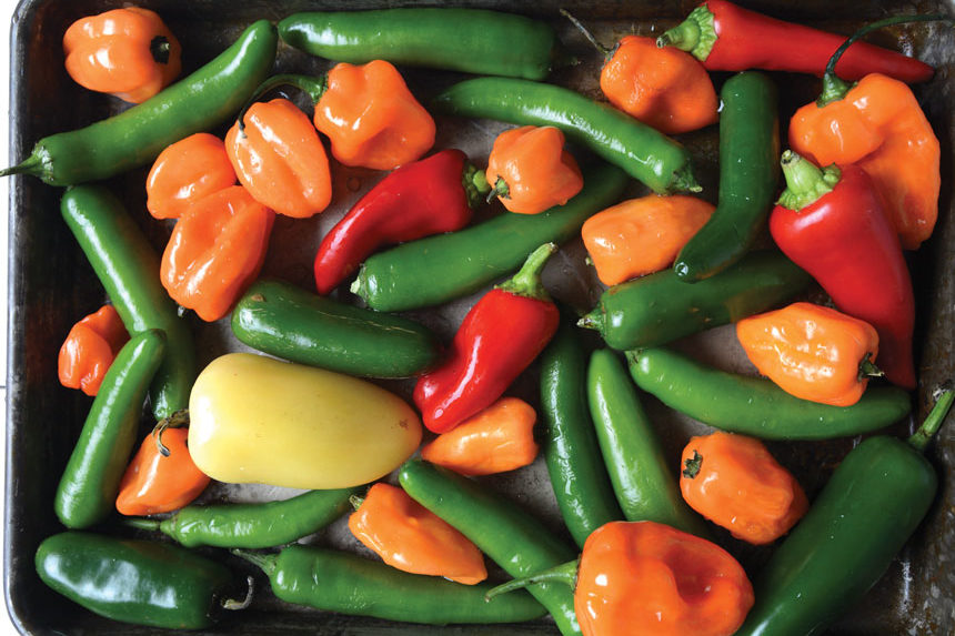 chili pepper varieties, chili peppers, hot chilies